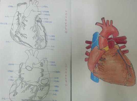 西安市卫生学校举办解剖学绘图比赛(图1)